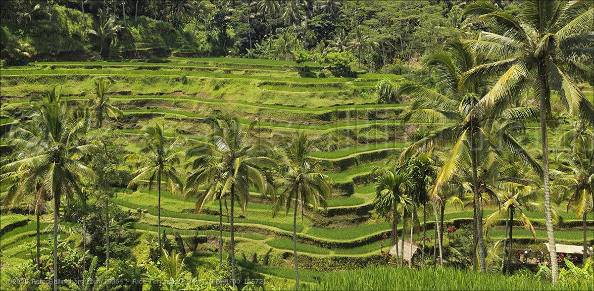 Peter Bellingham Photography Rice Terraces - Bali T (PBH4 00 16572)